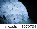 紫陽花 5070736