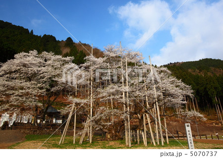 淡墨桜 岐阜県本巣市 淡墨桜 岐阜県本巣市 5070737