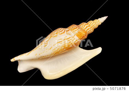 Shell 5071876