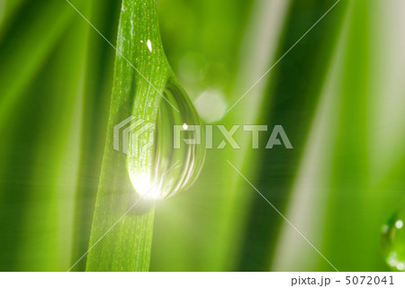 Fresh grass with dew drops Fresh grass with dew drops 5072041