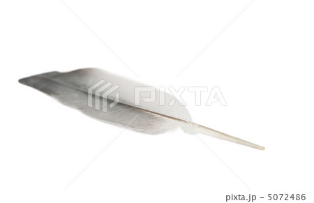 bird feather isolated 5072486