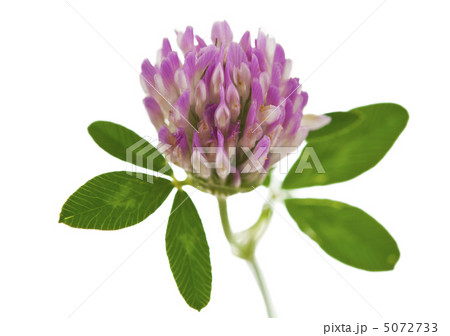 clover isolated 5072733