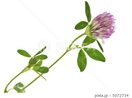 clover isolated 5072734