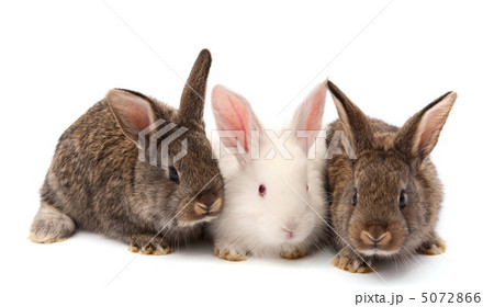 rabbits isolated 5072866