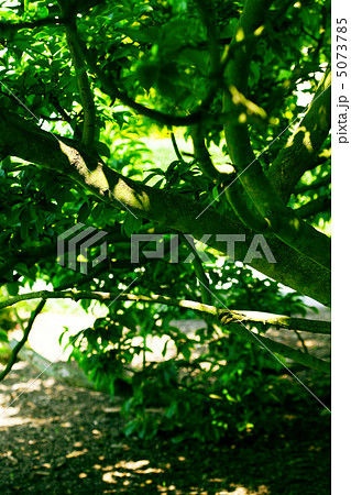 tree trunk in the shade 5073785