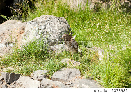 gray bird standing on a rock 5073985