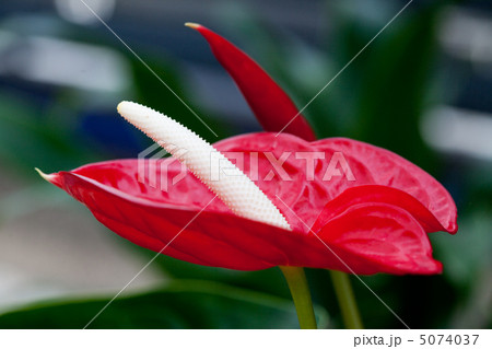 beautiful red flower beautiful red flower 5074037
