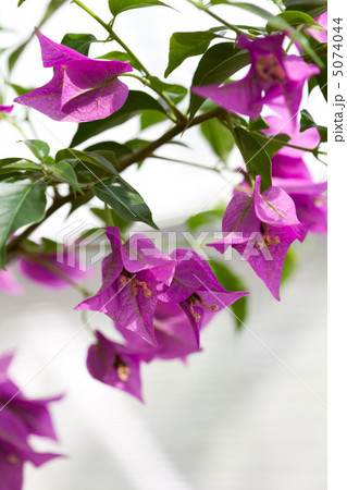 purple flowers 5074044