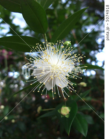 ギンバイカ 5074918