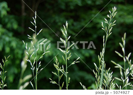 雑草 雑草 5074927