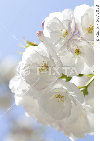 八重桜 5075053
