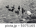 鴨 5075165