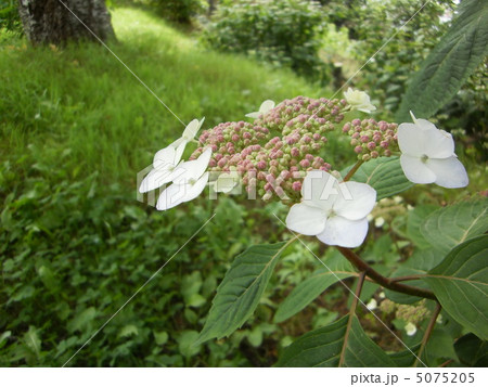 山紫陽花 山紫陽花 5075205