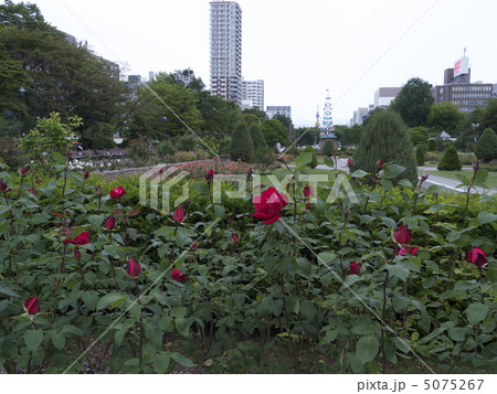 大通り公園のバラ 大通り公園のバラ 5075267