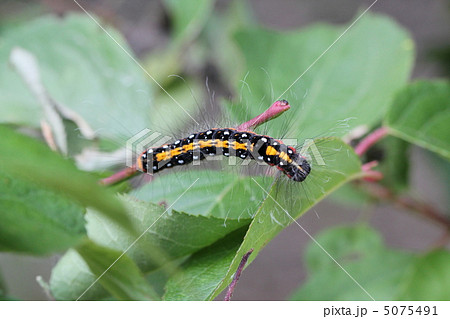 リンゴケンモン幼虫 リンゴケンモン幼虫 5075491