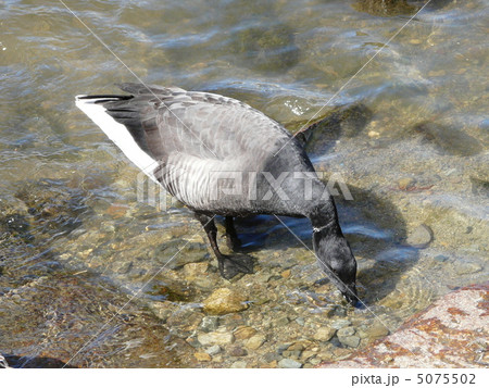 コクガン コクガン 5075502