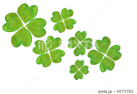 クローバー 5075762