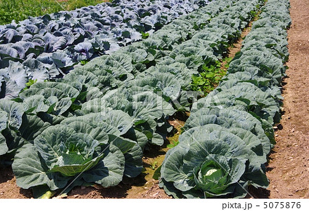 夏のキャベツ畑　夏キャベツの成長 5075876
