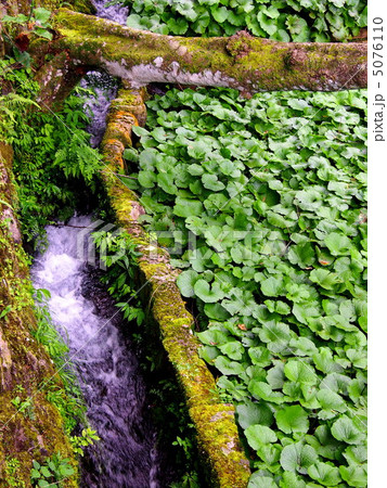 筏場のわさび田 筏場のわさび田 5076110
