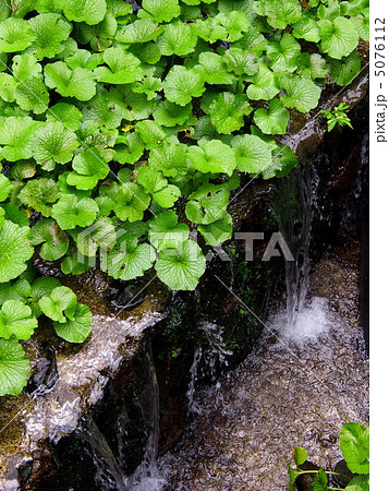 筏場 山葵田 筏場 山葵田 5076112