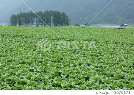 レタスの村 レタスの村 5076171