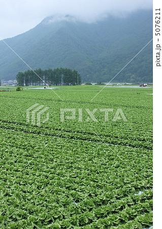 川上村のレタス畑 川上村のレタス畑 5076211