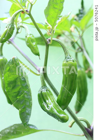 ししとう ししとう 5076241