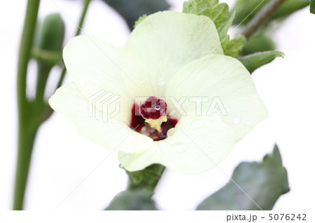 オクラの花 オクラの花 5076242