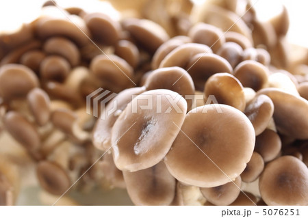 ひらたけ ひらたけ 5076251