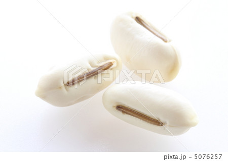 なた豆の種 5076257