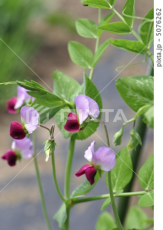 エンドウ豆の花 5076262