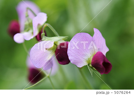 エンドウ豆の花 エンドウ豆の花 5076264