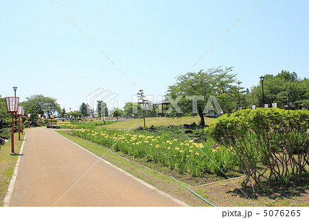 あやめ祭り 5076265