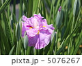 西行桜 5076267
