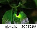 ヘイケボタル 5076299