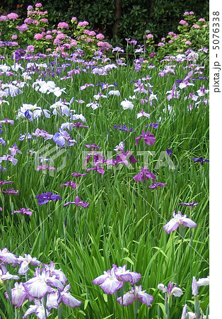 本土寺の菖蒲池とあじさい（千葉県松戸市） 5076338
