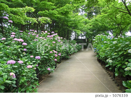 本土寺のあじさい（千葉県松戸市） 5076339