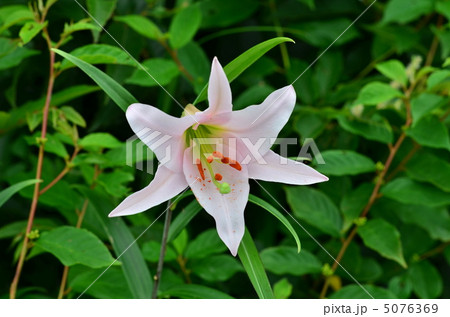 ササユリ ササユリ 5076369