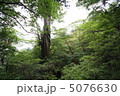 屋久杉 5076630
