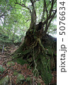 二代杉 5076634