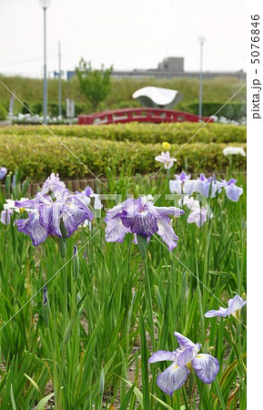 花しょうぶ園 5076846