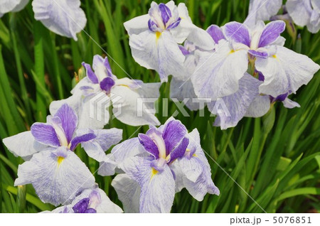 ハナショウブ 5076851