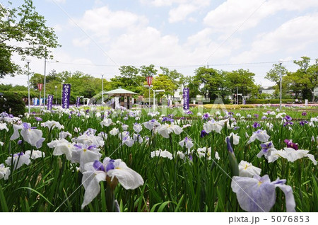 花しょうぶ園 5076853