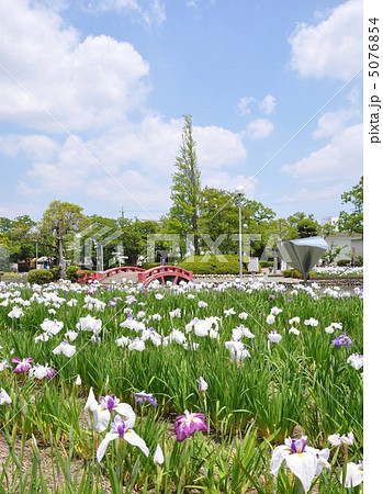 花しょうぶ園 5076854