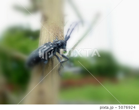 遠くを眺めるカミキリムシ 5076924