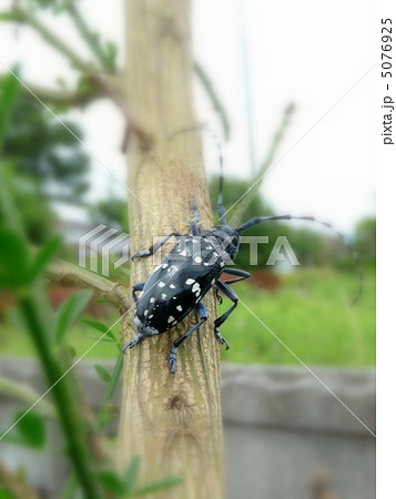 木の上を移動中のカミキリムシ 木の上を移動中のカミキリムシ 5076925