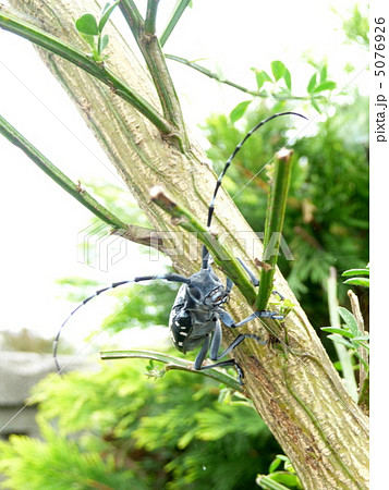 木の上を移動中のカミキリムシ 木の上を移動中のカミキリムシ 5076926