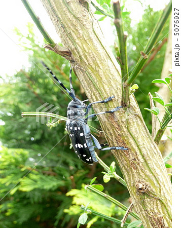 木の上を移動中のカミキリムシ 5076927