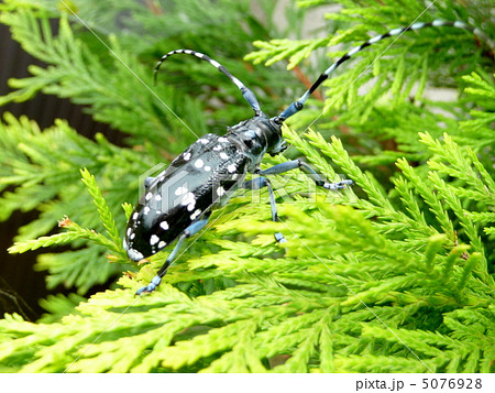 コニファーの葉の上を移動中のカミキリムシ 5076928