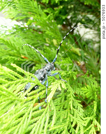 コニファーの葉の上を移動中のカミキリムシの写真素材